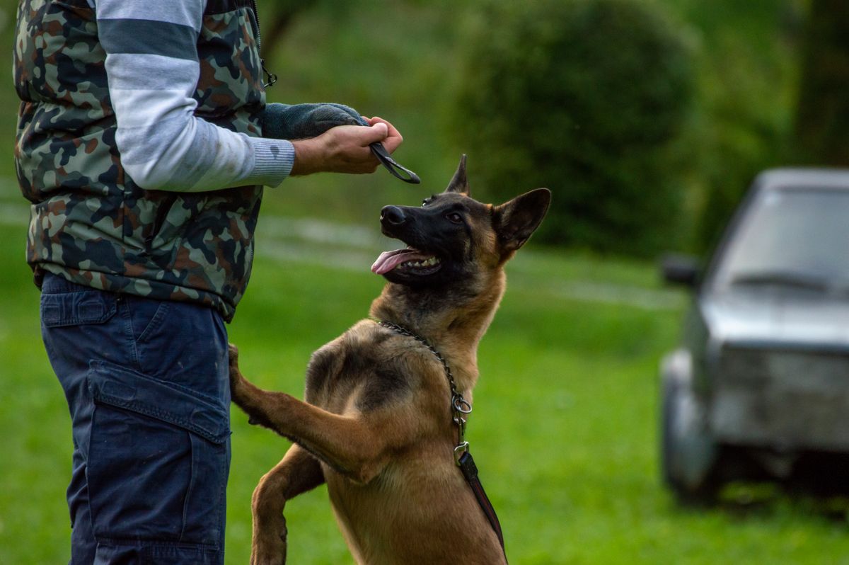 Trening poslušnosti psa na otvorenom